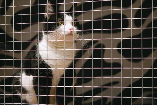 Black and white cat with yellow eyes locked in a cage in an animal cattery.