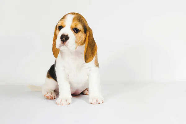 Puppy Beagle Sobre Fondo Blanco — Foto de Stock