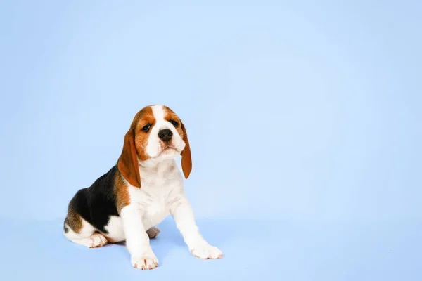 Cachorro Raza Pura Perro Beagle Criado Sobre Fondo Blanco Estudio — Foto de Stock