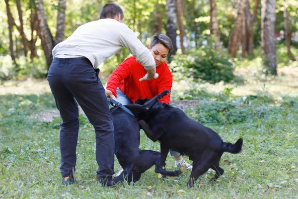 Собаки Подрались Люди Успокаивают Летом Городском Парке — стоковое фото