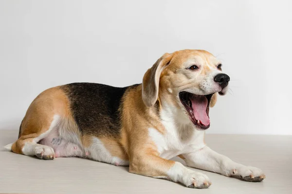 Чистая Собака Бигл Лежит Зевает Белом Фоне Студии — стоковое фото
