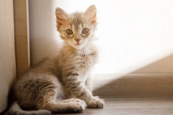 Grey Furry Kitten Duduk Sudut — Stok Foto