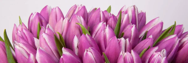 Fioletowe Tulipany Banerze Panoramicznym Projektowania Stron Internetowych — Zdjęcie stockowe