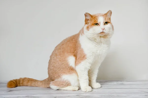 Грустная Рыжая Кошка Сидящая Полу Белом Фоне — стоковое фото