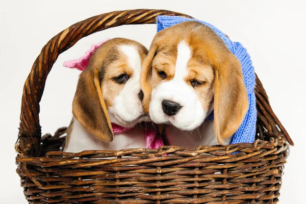 Two Purebred Puppies Beagle Dog Breed Blue Pink Scarfs Wicker — Stock Photo, Image