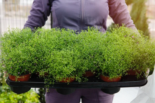 Campanula Plántulas Preparadas Para Venta Una Florería — Foto de Stock