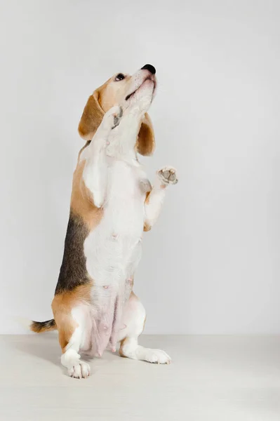 Safkan Beagle Köpeği Arka Ayakları Üzerinde Stüdyoda Beyaz Bir Arka — Stok fotoğraf