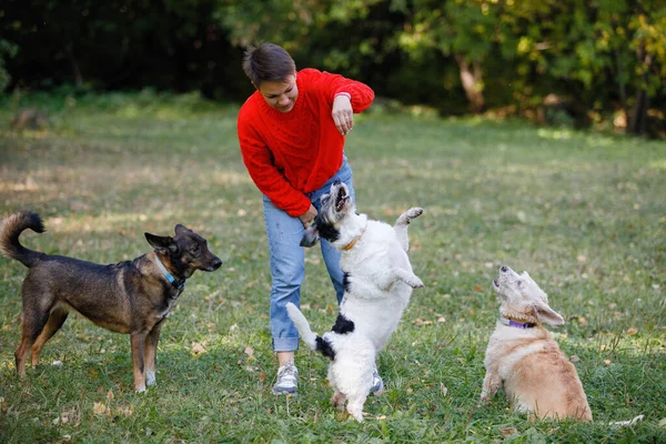 Mujer Joven Juega Con Perros Césped Parque Verano —  Fotos de Stock