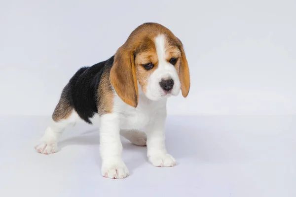 Filhote Cachorro Puro Raça Cão Beagle Fundo Branco Estúdio — Fotografia de Stock