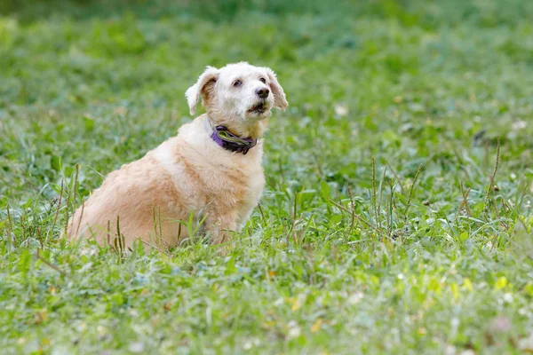 Mischlingshund Sitzt Auf Dem Rasen Einem Sommerpark — Stockfoto