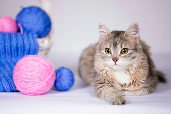 Cute kitten with clews of wool and a basket. Blue and pink yarn in balls and knitted scarves. Gray background. Selective soft focus.