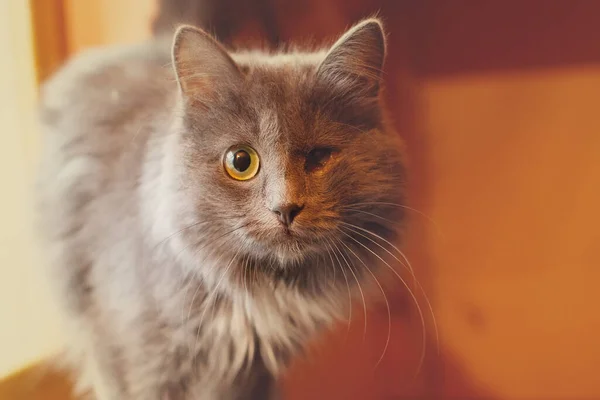 Gato Fofo Cinzento Olho Canil Para Animais Vadios Sem Teto — Fotografia de Stock
