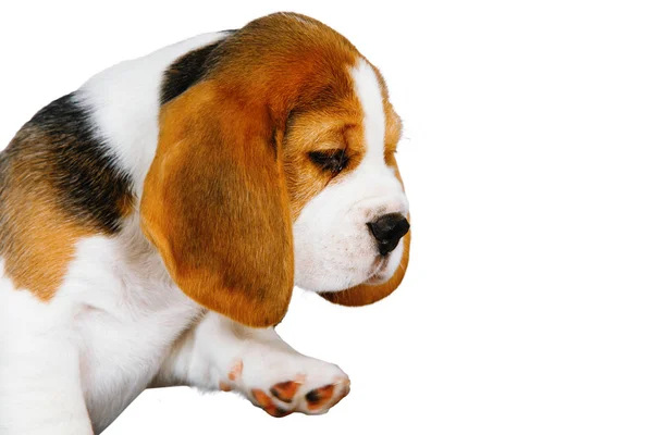 Beagle Köpeğinin Iki Safkan Yavrusu Oynaşıyor Stüdyoda Beyaz Bir Arka — Stok fotoğraf
