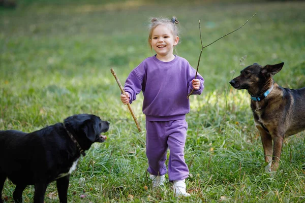 Menina Terno Roxo Com Cães Parque Cidade Verão — Fotografia de Stock