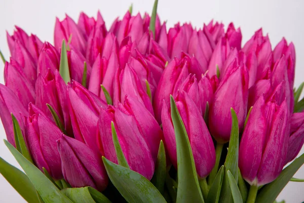 Ramo Rosa Tulipanes Flores Primavera Sobre Fondo Blanco Aislado —  Fotos de Stock