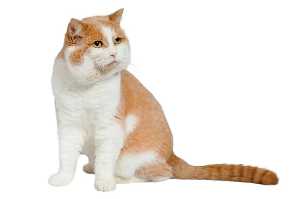 Грустная Рыжая Кошка Сидящая Полу Белом Фоне — стоковое фото