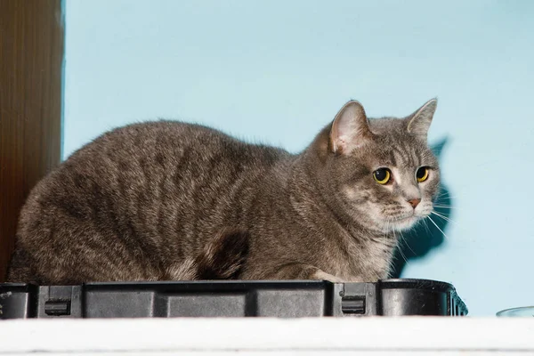 灰胖胖的猫坐在架子上放养动物 摆出姿势拍照 — 图库照片