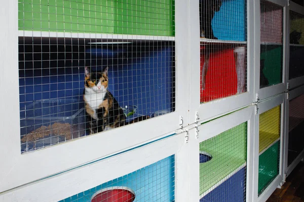 Renkli Kedi Bir Hayvan Kafesinde Kilitli — Stok fotoğraf