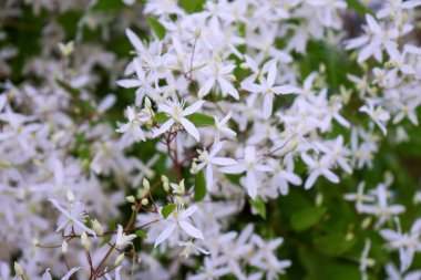 Yaz bahçesinde beyaz klematis çiçekleri. Seçici odaklanma. Bulanık arkaplan.