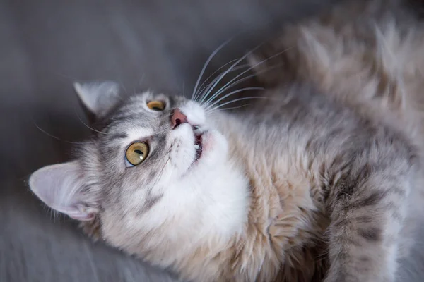 Grå Fluffig Katt Ett Gulligt Husdjur Med Gula Ögon Ligger — Stockfoto