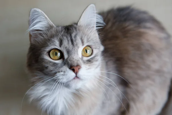 Charming Gray Fluffy Cat Yellow Eyes Sits Looks Side — Stock Photo, Image