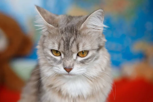 Affascinante Gatto Grigio Soffice Con Gli Occhi Gialli Sembra Accigliato — Foto Stock