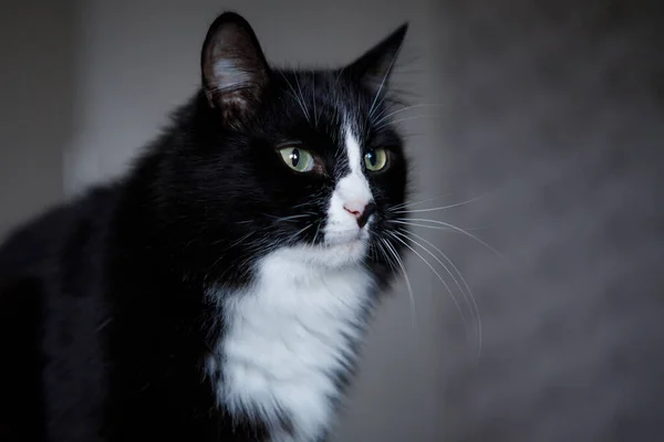 黒と白の猫 緑の目のかわいいペットが座って離れて見えます 選択的フォーカス ぼかしの背景 — ストック写真