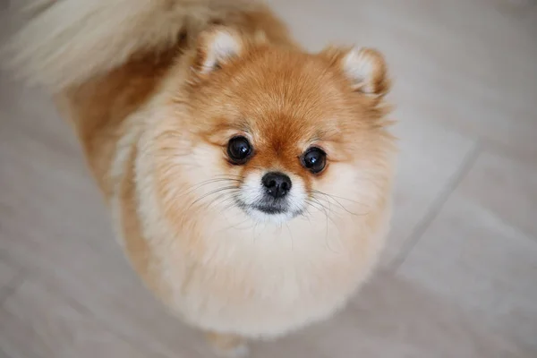 Cute fluffy Spitz Pomeranian dog with a funny face is standing on the floor and looking at the camera. View from above.
