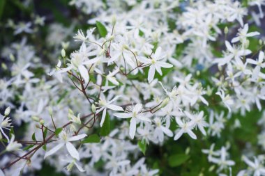 Yaz bahçesinde beyaz klematis çiçekleri. Seçici odaklanma. Bulanık arkaplan.