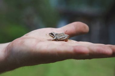 Küçük kahverengi kurbağa palmiyeye oturur. Seçici odaklanma. Bulanık arkaplan.