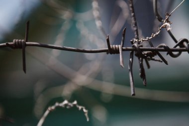 Dikenli tel, sarmaşık dallarıyla sarmalanmış. Seçici odaklanma. Bulanık arkaplan.