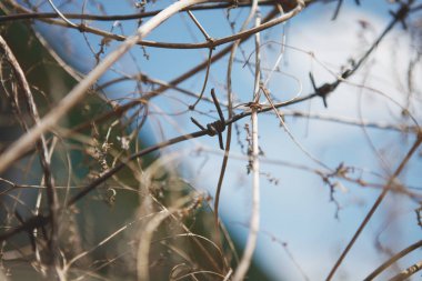 Dikenli tel, sarmaşık dallarıyla sarmalanmış. Seçici odaklanma. Bulanık arkaplan.