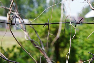 Yeşil bitki örtüsünün arka planında sarmaşık dallarıyla sarmalanmış dikenli teller. Seçici odaklanma. Bulanık arkaplan.