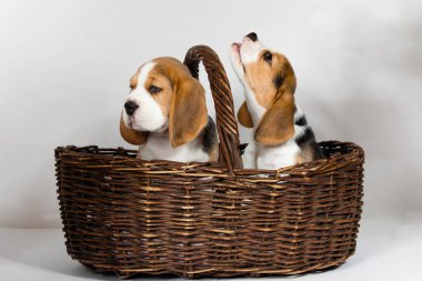 Beagle köpeğinin iki safkan yavrusu oynaşıyor ve stüdyoda beyaz bir arka planda oynuyorlar..