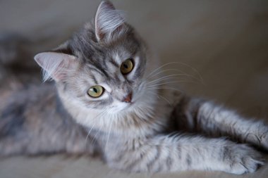 Gri tüylü kedi, yerde yatan sarı gözlü sevimli bir evcil hayvan. Seçici odaklanma. Bulanık arkaplan.