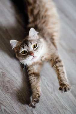 Gri tüylü kedi yere uzanıyor. Uzamış ön pençeler, delici sarı gözler. Dikey.