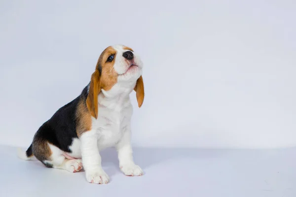 Cachorro Pura Raza Perro Beagle Sienta Aulla Sobre Fondo Blanco — Foto de Stock