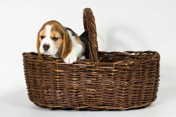 Purebred Puppy Beagle Dogs Climbs Out Wicker Basket White Background — Stock Photo, Image