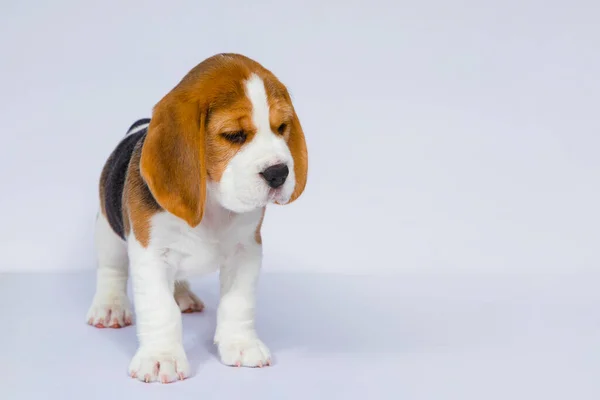 Cachorro Raza Pura Perro Beagle Criado Sobre Fondo Blanco Estudio — Foto de Stock
