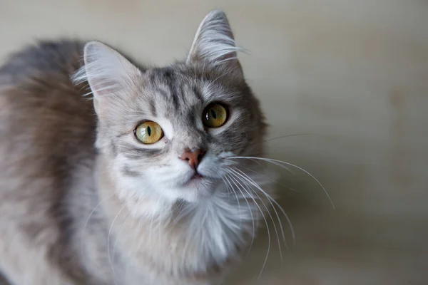 Incantevole Gatto Grigio Soffice Con Gli Occhi Gialli Siede Guarda — Foto Stock