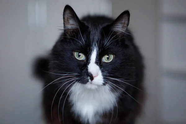 黒と白の猫 緑の目のかわいいペットが座ってカメラを見ています 選択的フォーカス ぼかしの背景 — ストック写真