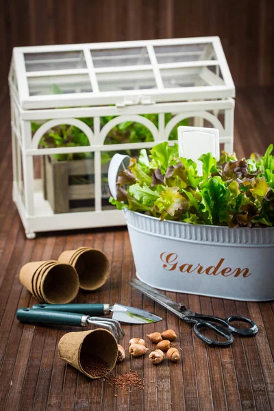 Plantación de ensaladas y verduras — Foto de Stock