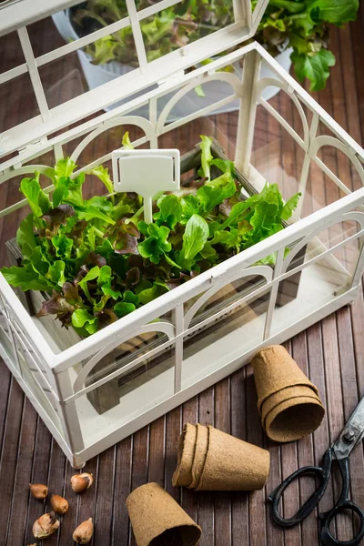 Aanplant van salade en groenten — Stockfoto