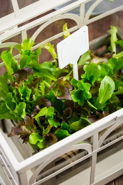 Fräsch sallad i växthus — Stockfoto