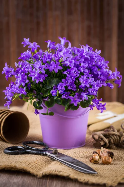 Planting flowers with garden tools — Stock Photo, Image