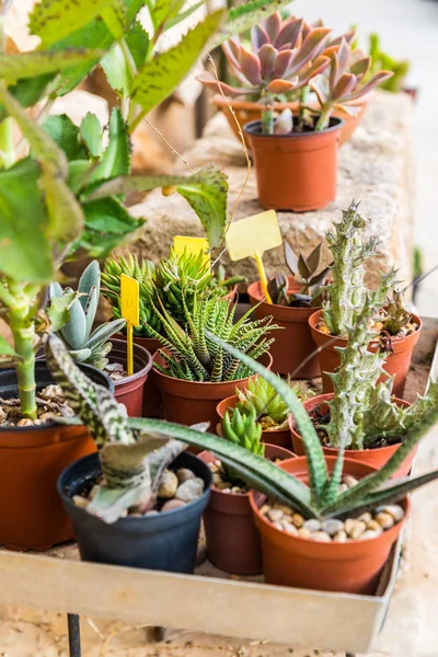 Succulents and cactus blooming flowers — Stok Foto