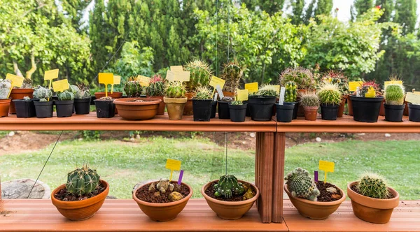 Succulents and cacti in hothouse — Stock Photo, Image