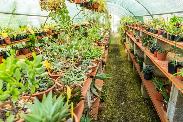 Sukulenty a kaktusy ve skleníku — Stock fotografie