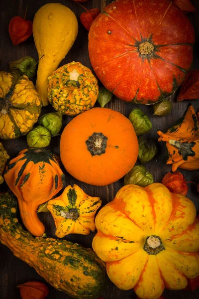 Sortierte Kürbisse für Erntedank und Halloween — Stockfoto