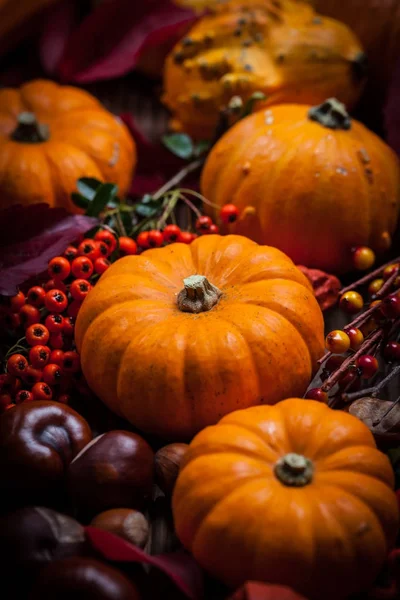 Kürbis-Stillleben zum Erntedank — Stockfoto